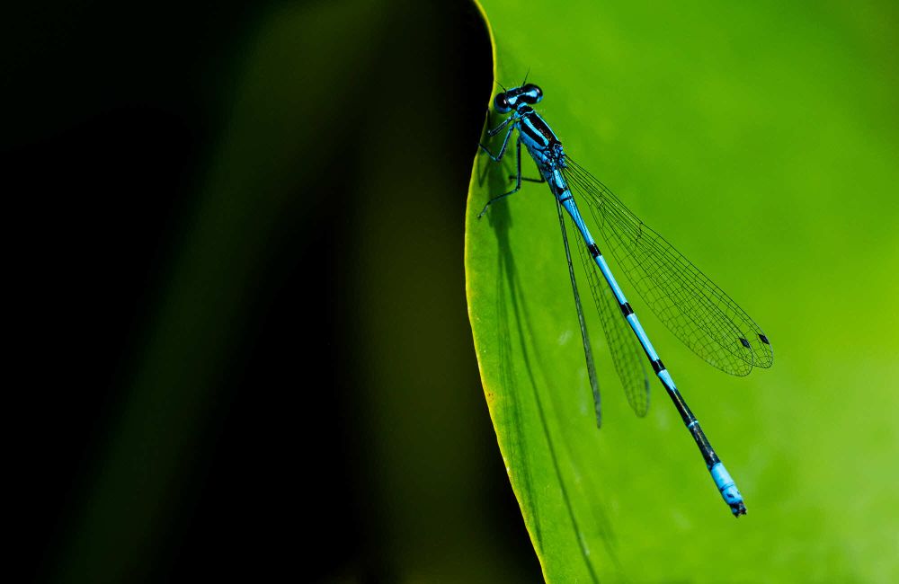 14 Rang 111 Pircher Monika